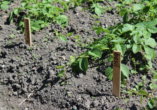 Plant / Garden Seed Markers